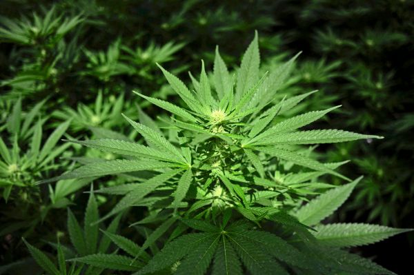 Nach-Cannabis-Legalisierung-in-Deutschland-kein-Konsum-Plus