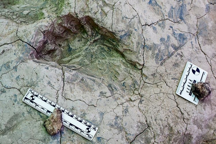 Ein fossiler Fußabdruck, der Paranthropus boisei zugeschrieben wird. Der Abdruck ist in versteinertem Boden sichtbar, begleitet von Maßstäben zur Größenbestimmung. Das Alter wird auf 1,43 Millionen Jahre geschätzt.