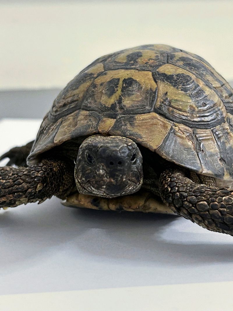 Zollamt Österreich stellte Elfenbein und Landschildkröte sicher