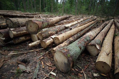 Proteste gegen illegale Holzfällung in Rumänien - Vimarsana News