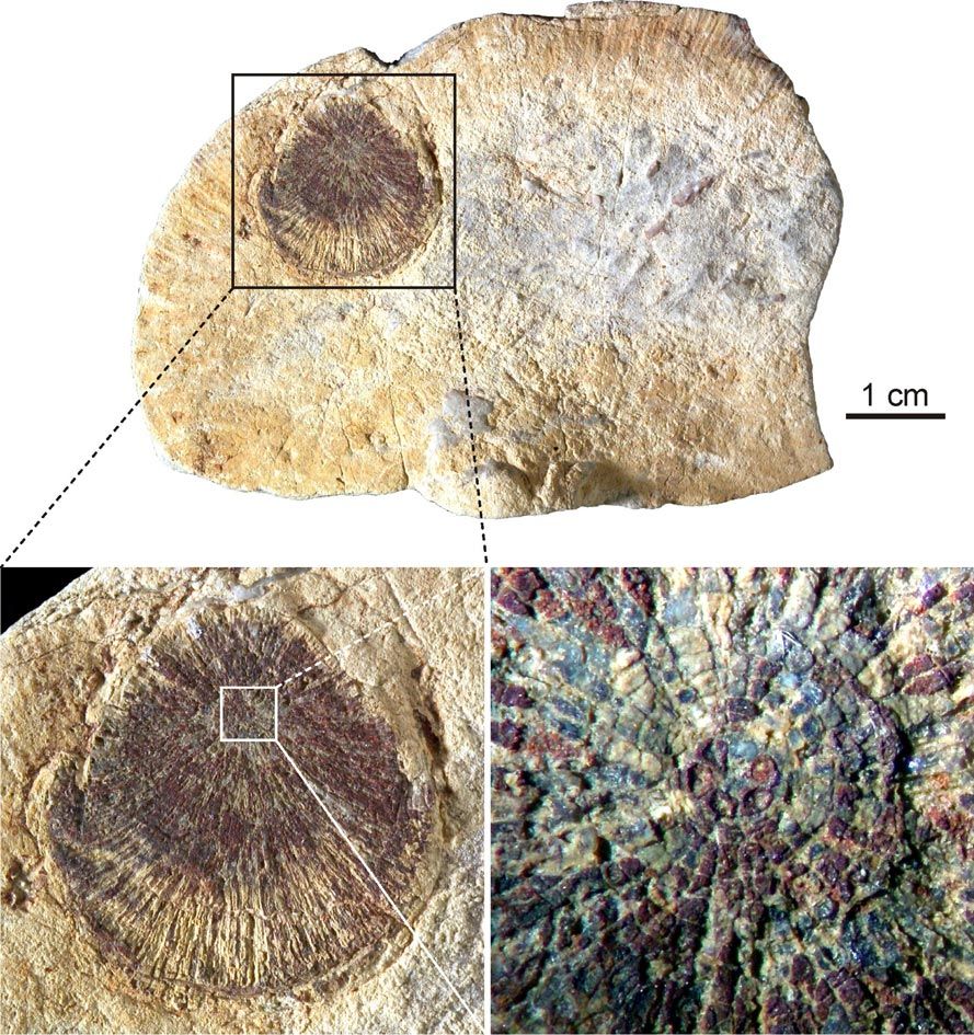 Fossilien-Suche im Südtiroler Hochgebirge - Natur - derStandard.at