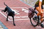 Gassi fahren mit Hund: Praktisch gedacht, rechtlich riskant
