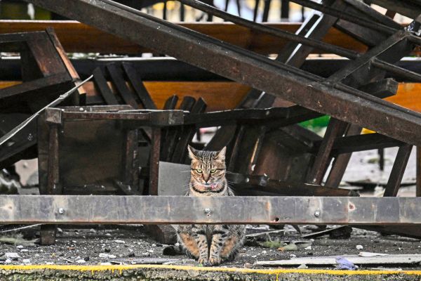 Trotz-GPS-Tracker-um-den-Hals-vom-Nachbarn-entf-hrt-Der-K-rntner-Kater-Tiger-ist-tot