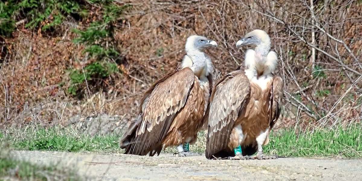 20 Jahre alter Gänsegeier aus Tiroler Zoo gesichtet und wiedererkannt