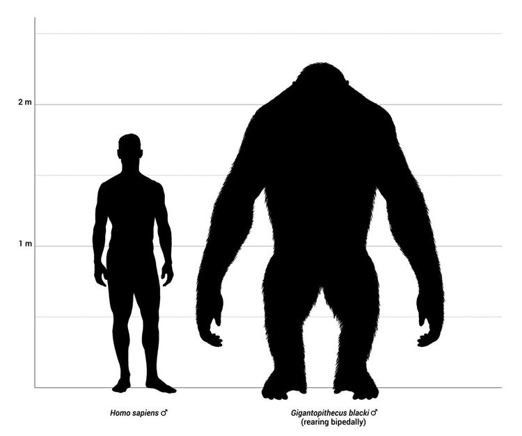 Gigantopithecus blacki, Größe