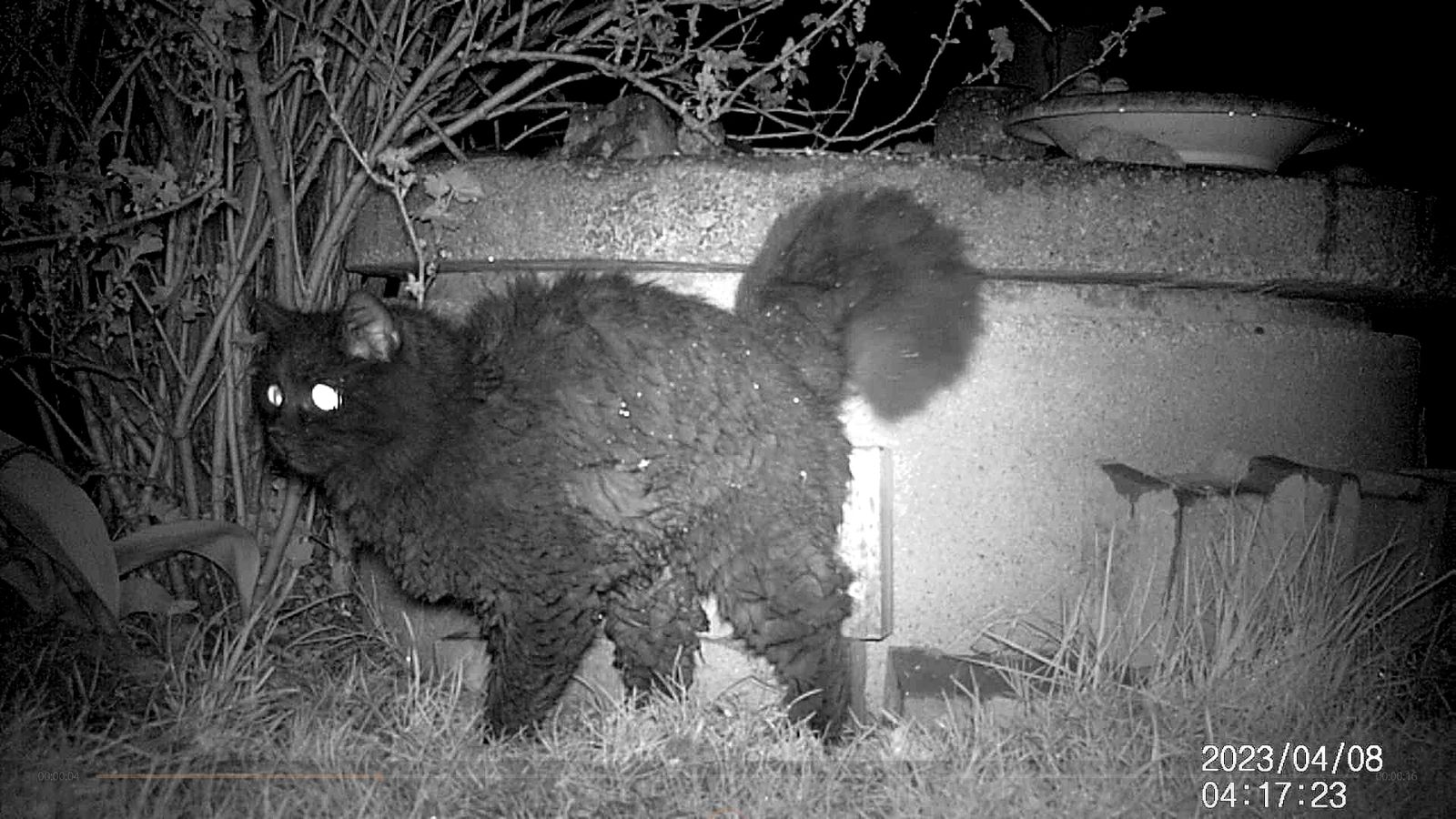 Welches Tier Wühlt Nachts Im Garten Nachts im Garten - Fotoblog: Tierisches - derStandard.at › Panorama