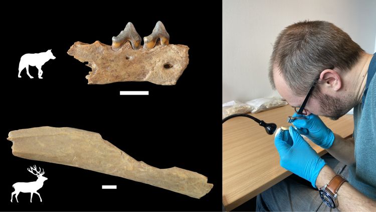 Fotos von Kiefer- und anderen Knochenfragmenten eines Wolfs und eines Hirschs, Foto eines Wissenschafters, der mit einer Lupe ein Fundstück betrachtet