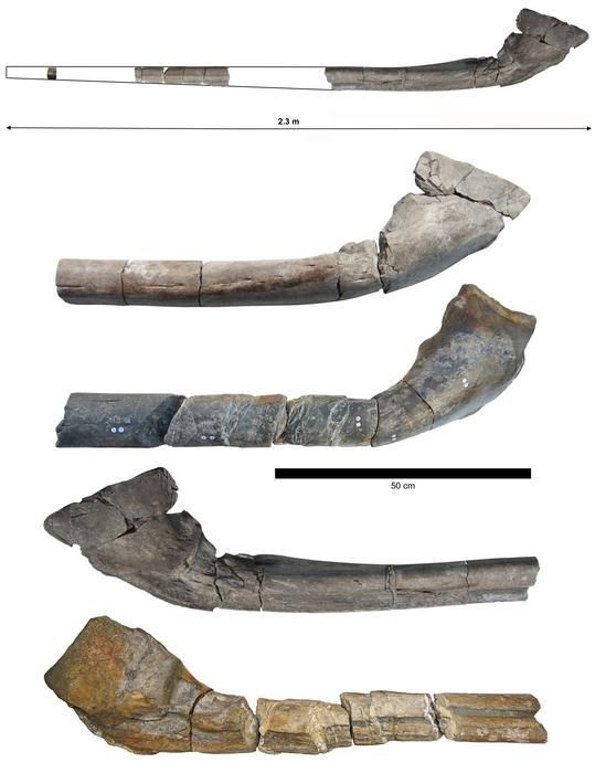 Fossile Kieferknochen eines Ichthyotitan severnensis.
