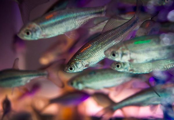 Foto: Sean Fogenburg