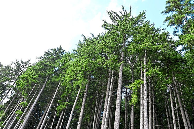 Bild von Bäumen in einem Wald im Tiroler Zillertal