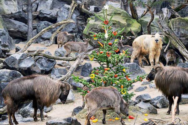 Drei-Gute-Minuten-Weihnachten-f-r-Gebirgstiere-und-Klage-gegen-Klimas-nder
