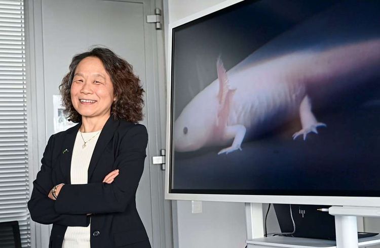 Elly Tanaka, Axolotlforscherin, wird neue Direktorin des IMBA