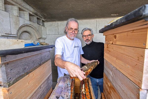 Die-Honigbienen-vom-Stephansdom