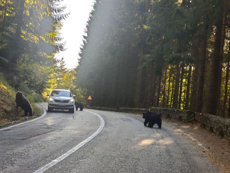 Bärenfamilie auf der Straße