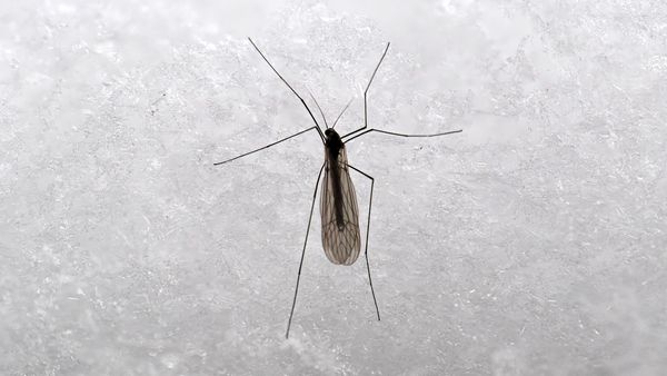 Die-M-cke-mit-dem-Frostschutz