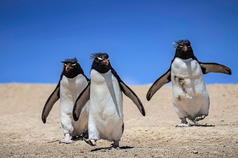 Zocken mit dem Pinguin: GOG bringt Linux-Version, Geforce Now ist verfügbar