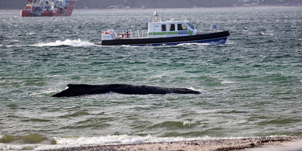 Rettungsaktion f&uuml;r gestrandeten Wal in Deutschland unterbrochen