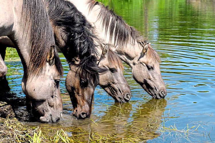 Pferde trinken am Wasser