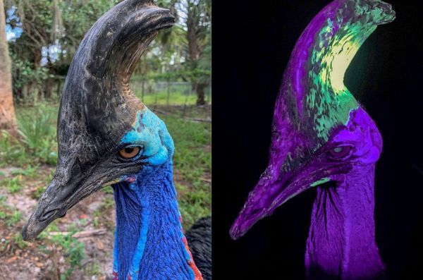 Der-mysteri-se-Helm-des-gef-hrlichsten-Vogels-der-Welt-fluoresziert