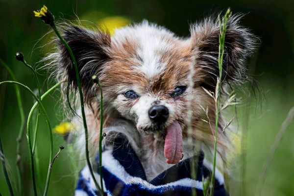 Wom-glich-ltester-Hund-der-Welt-im-Alter-von-30-Jahren-gestorben