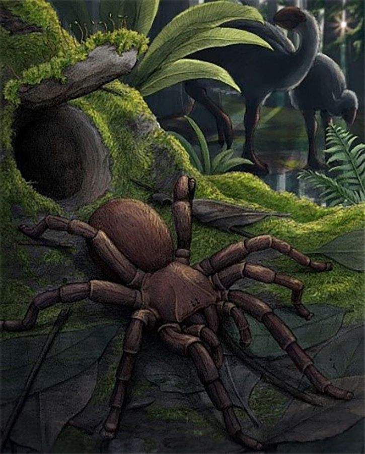 Spinnenfossil, Australien, Megamonodontium, Falltürspinnen, Rekonstruktion