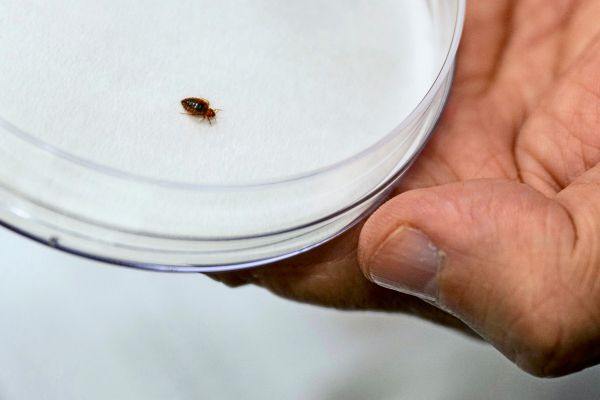 Pariser-Filminstitut-schlie-t-Kinos-le-wegen-Bettwanzen