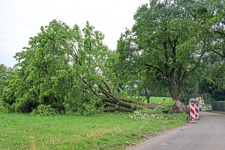 Ein umgestürzter Baum in Erkheim in Bayern.