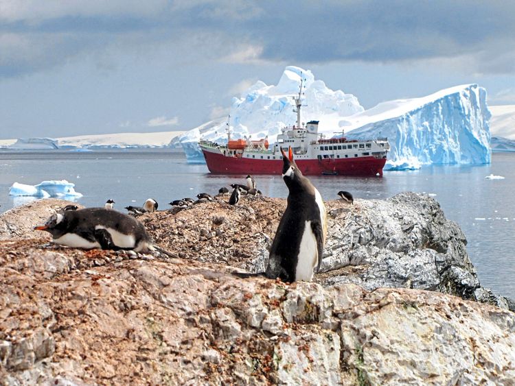 Pinguinküken auf Felsen in der Antarktis.