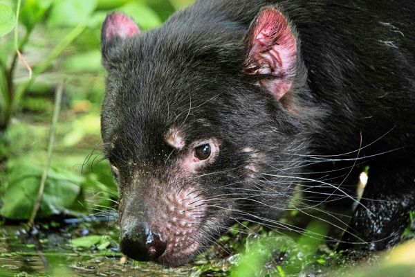 Der-ansteckende-Gesichtskrebs-Tasmanischer-Teufel-ist-t-ckischer-als-geglaubt