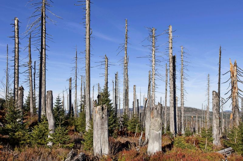 Klimawandel könnte in Europa bis 2100 riesige Waldflächen vernichten