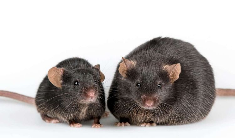 Zwei Mäuse mit dunklem Fell sitzen nebeneinander, eine ist stark übergewichtig.