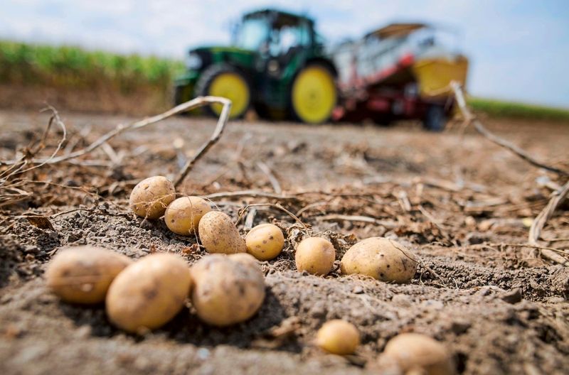 Rekordernte bei Speisekartoffeln drückt Preis, knappe Eierversorgung