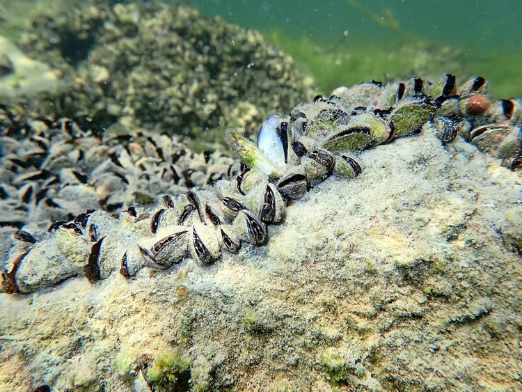 Unterwasseraufnahme von zahlreichen Quaggamuscheln, die dicht auf einem Felsen haften. Die Umgebung ist trübgrün, typisch für einen See. Die Muscheln sind klein und länglich mit dunkler Musterung.