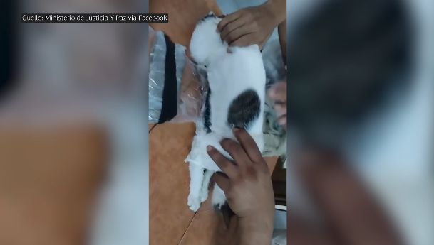 Katze sollte in Costa Rica Drogen ins Gefängnis schmuggeln
