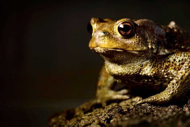 Nahaufnahme einer Erdkröte (Bufo bufo) vor einem dunklen Hintergrund.