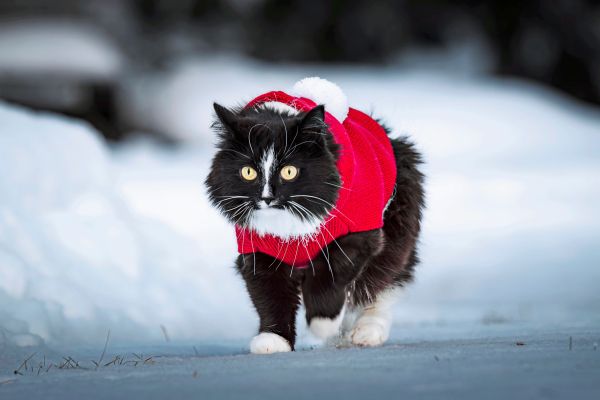 F-r-Kinder-erkl-rt-Wieso-schneit-es-an-Weihnachten-seltener-