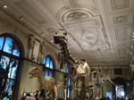 Wiens erster Dino-Hype: Der Diplodocus – Das kaiserliche Geschenk des US-Millionärs