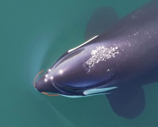 Orcas-verwenden-Werkzeuge-um-Allokelping-zu-betreiben
