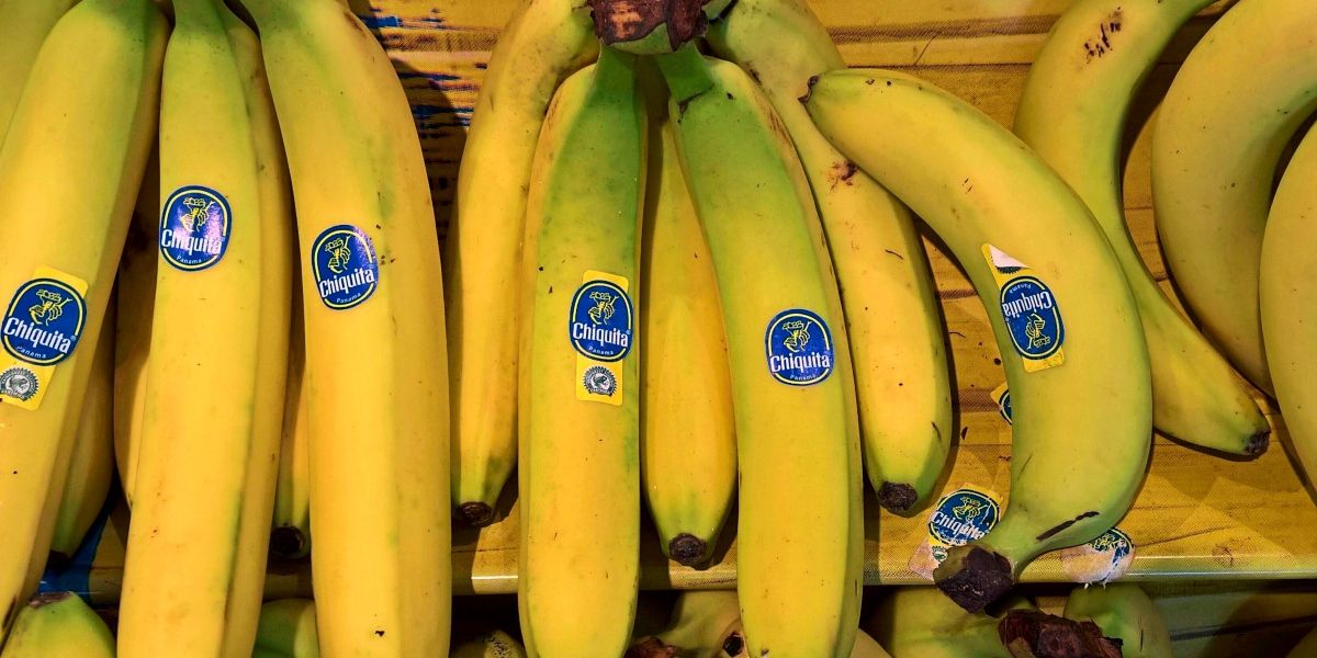 Bananenriese Chiquita entlässt tausende streikende Mitarbeiter in Panama