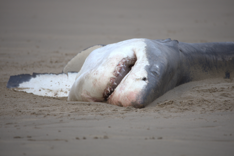 Ein im Sand auf der Seite liegender Weißer Hai