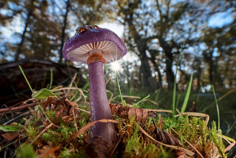 Drei gute Minuten: Mehr Pilze, weniger Bergbau und Hilfe für Kormoran