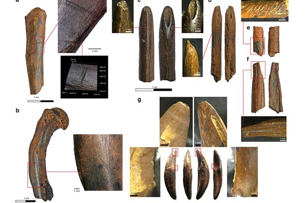 Affenjagd Half Homo Sapiens Beim Uberleben Im Regenwald Archaologie Derstandard De Wissen Und Gesellschaft