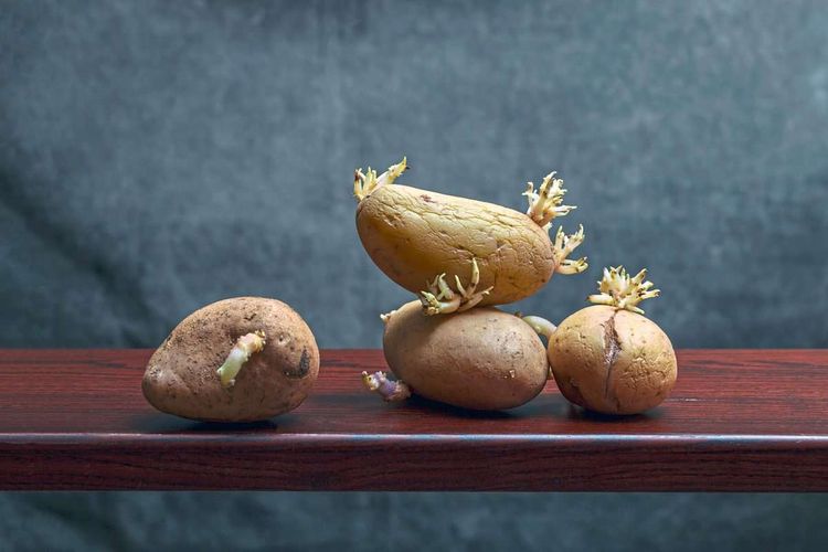 Keimende Kartoffeln auf einem dunklen Holzregal 