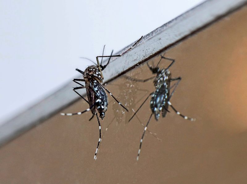 Graz hat mit sterilen Tigermücken-Männchen erfolgreich Population verkleinert