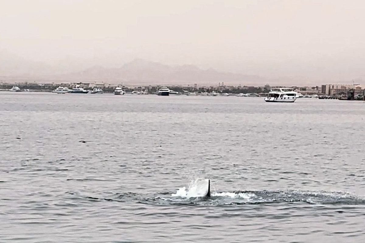 Russe in ägyptischem Badeort Hurghada von Hai getötet Weltchronik