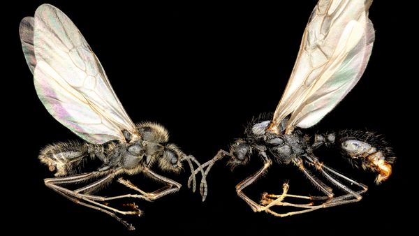 Forschende-entdecken-bizarre-Fortpflanzungsstrategie-bei-Ameisen