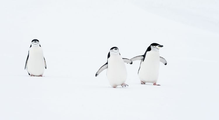 Drei Pinguine im Schnee