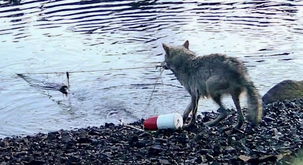 M-glicher-Werkzeuggebrauch-von-W-lfen-sorgt-f-r-Debatten