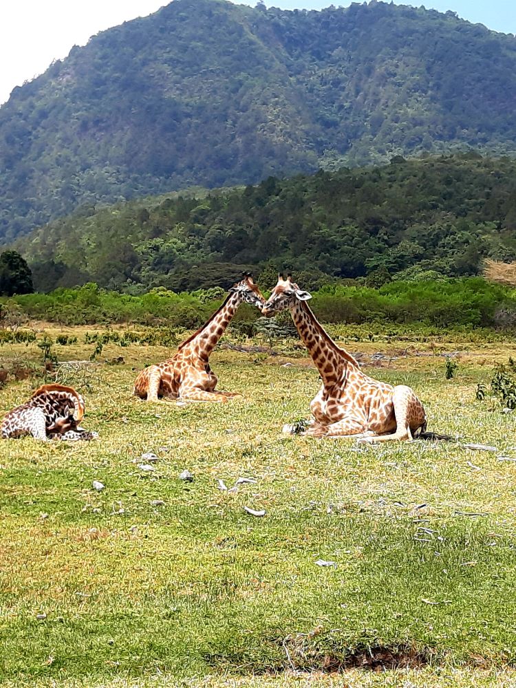 Arusha Nationalpark Tansania