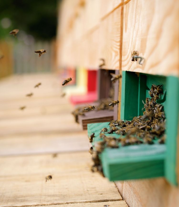 Slowenien ist ein Land der Imker. Jeder 200. Einwohner pflegt Bienen.